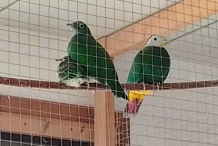 fruit doves available