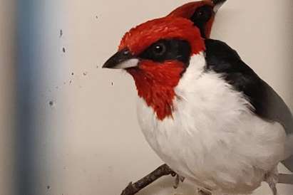 cardinal.  paroaria nigrogenis.