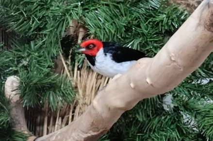 paroaria gularis