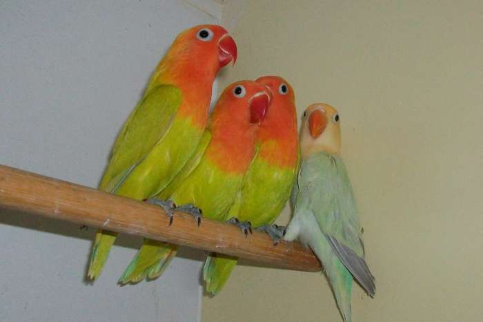 dilute fischerie.
