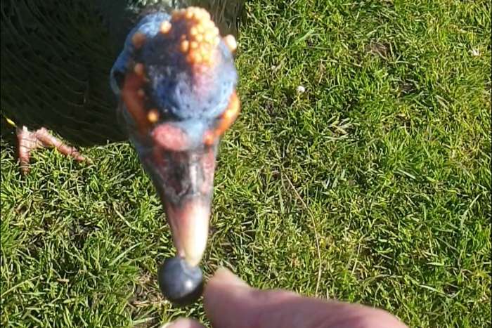 pauwkalkoen/honduraskalkoen/meleagris ocellata/