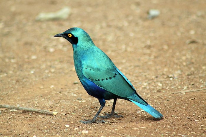 3-2 groenstaart glansspreeuw (lamprotornis chalybaeus)