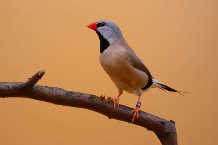 roodsnavelspitsstaartamadine - poephila acuticauda hecki