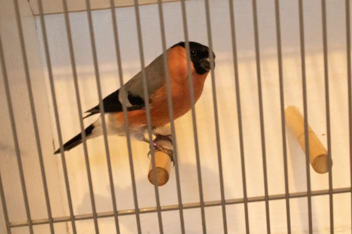 de  goudvink   mechelen  a/d  maas    vogel beurs   15  nov 2025