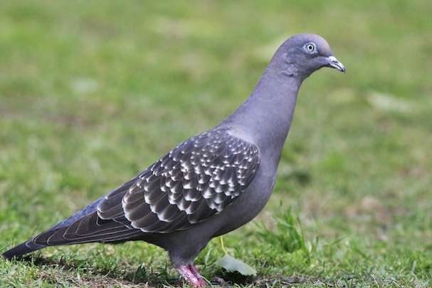 1-1 patagioenas maculosa