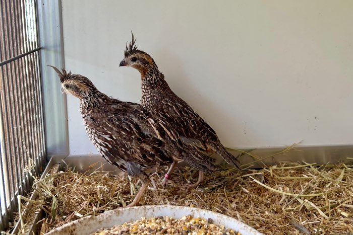 kortkuif boomkwartels (colinus cristatus)
