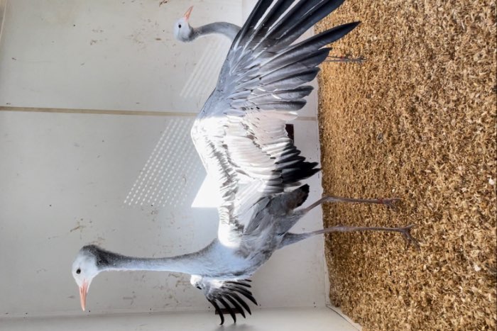 paradijskraanvogel vrouw 2024