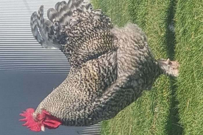 mooie en  zware mechelse koekoek haan
