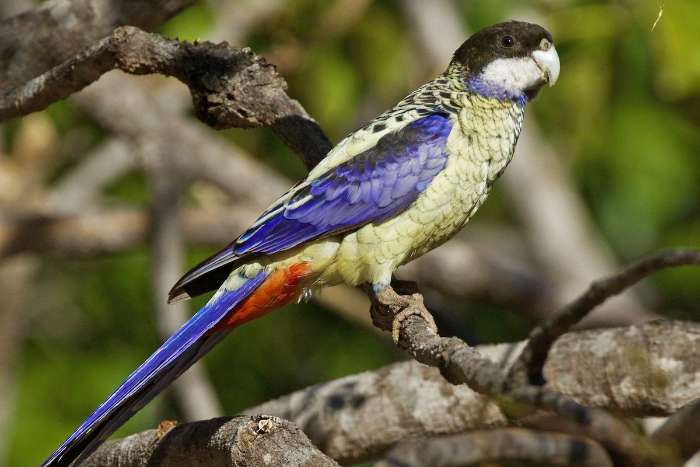 northern rosella (platycercus venustus )