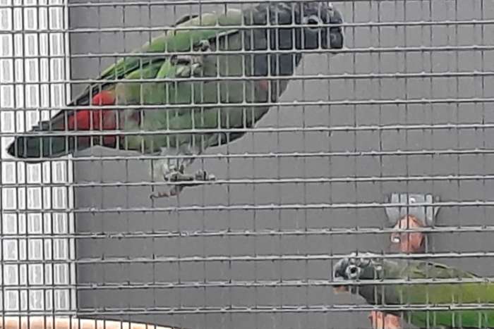 pionus maximiliani