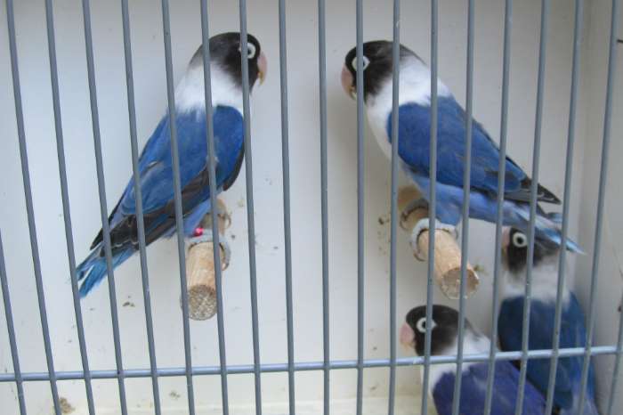 agapornis personata blauwserie