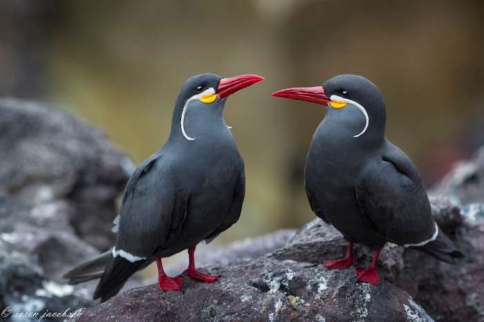 searching for 1 or 2 males of inca stern