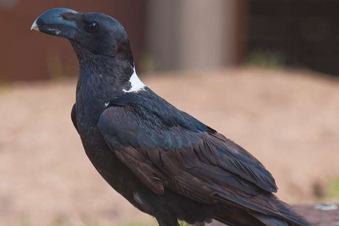 te koop koppel witnek raven