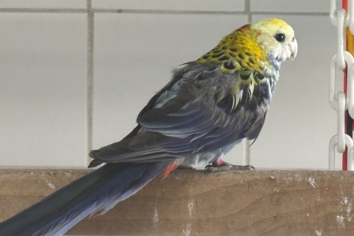 0-2 bleekkop rosella