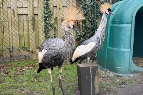 kroonkraanvogels koppel 2024
