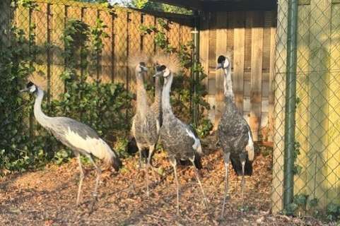 koppel kroonkraanvogels