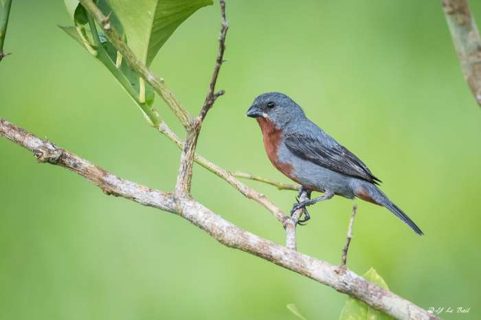 blauwbakka rowtie.   chestnut bellied seedeater
