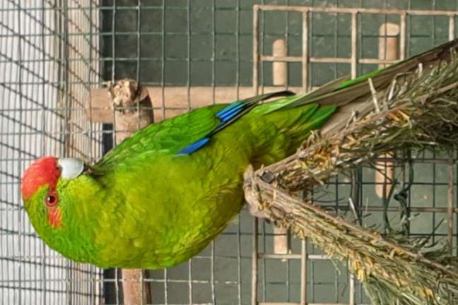 kakariki roodvoorhoofd groen wildkleur man 2023