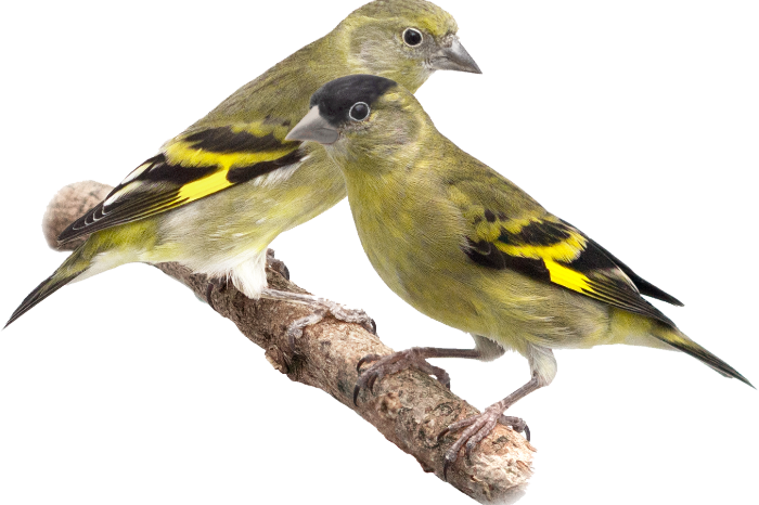 voeders europese vogels & niet-europese vogels