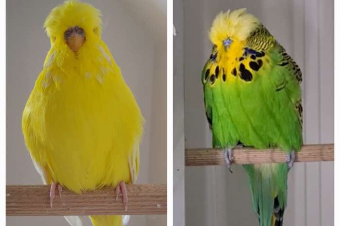 engelse grasparkieten top tt kwaliteit vogels  van het markt