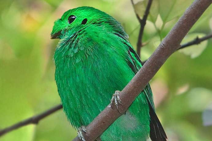 gezocht: 1.0 kleine smaragdbreedbek (calyptomena viridis)