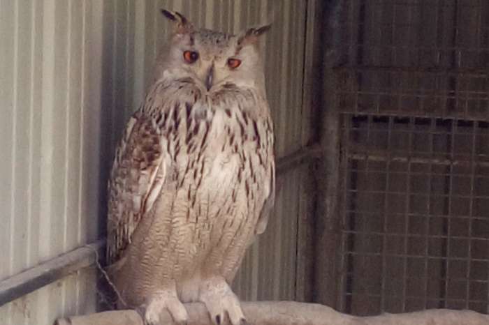 2 - 2 bubo bubo sibericus