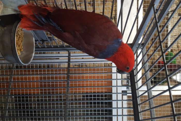 eclectus roratus