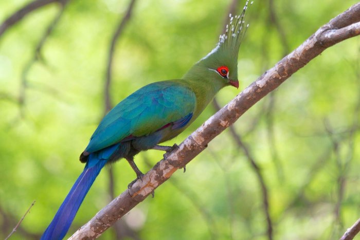 diverse toerako’s (different turaco species)