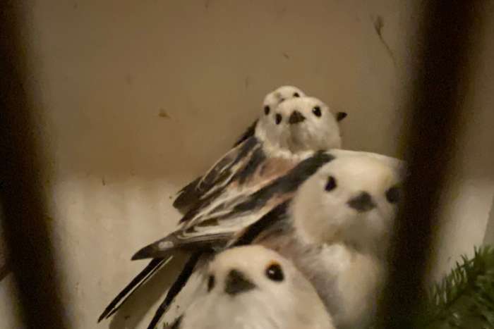 witkopstaartmees( aegithalos caudatus caudatus)1-2