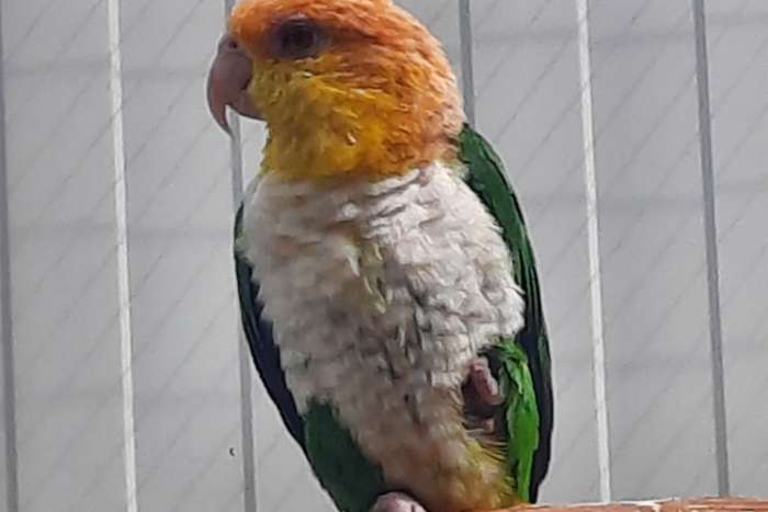 groendij-caique (pionites l.leucogaster)