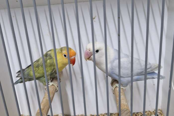 greywing  fischeries