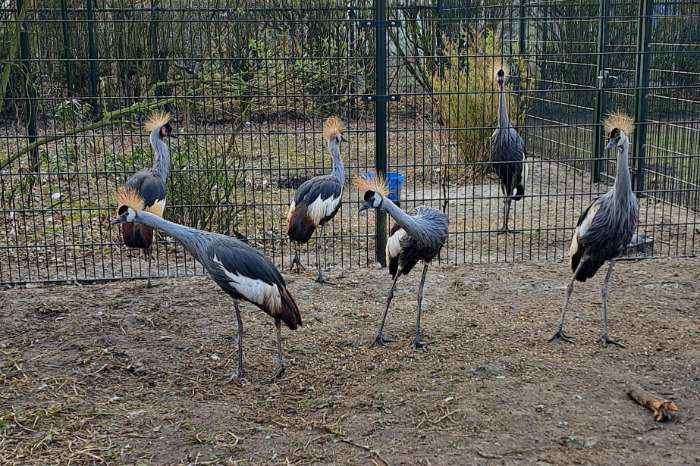 kraanvogels