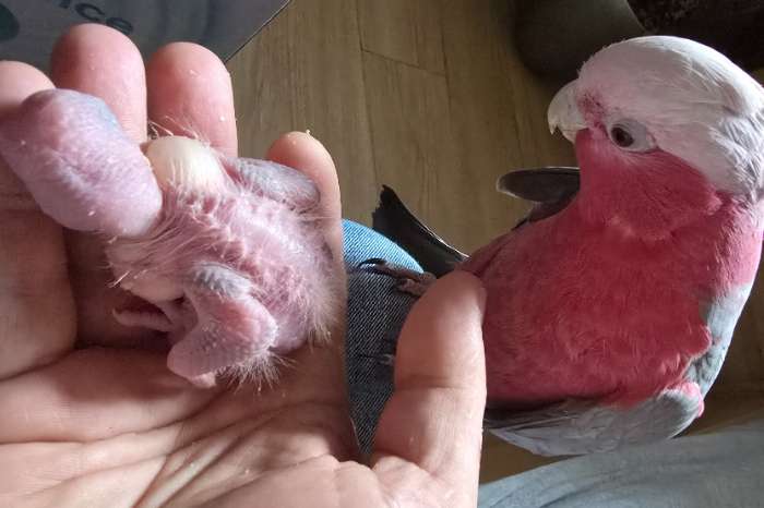 rosé kaketoe('s) jongen