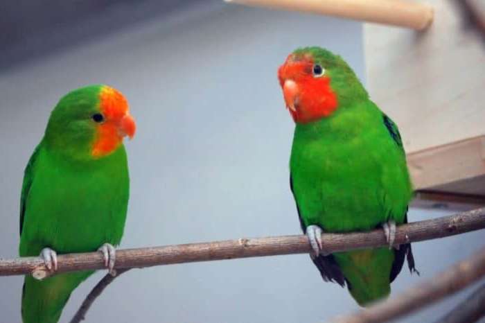 2-2 agapornis pullaria