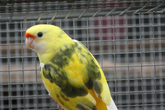 bonte strogele rosella