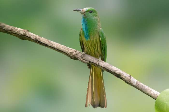 nyctyornis athertoni - blue-bearded bee-eater