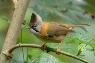 yuhina flavicollis - whiskered yuhina