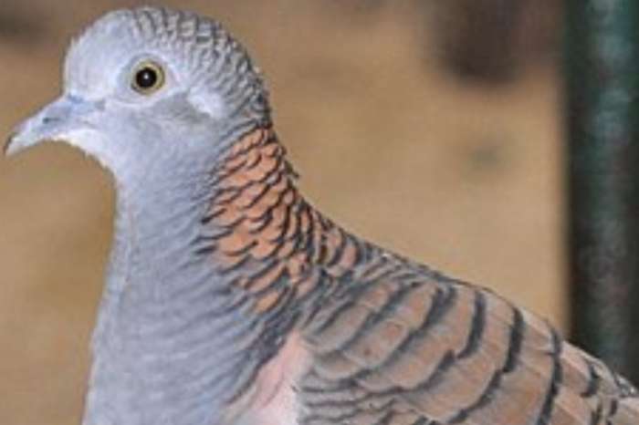 geopelia humeralis