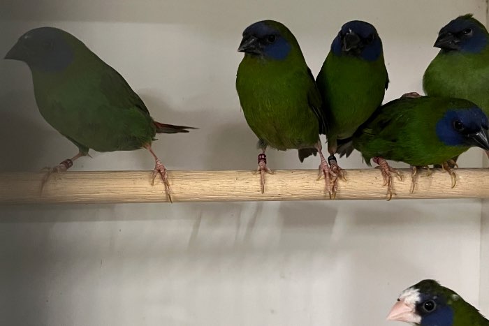 groot assortiment vogels!