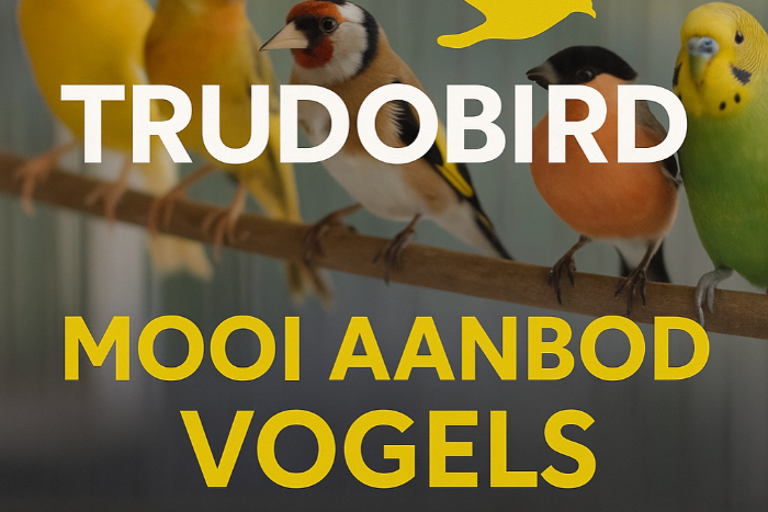 actuele voorraad,