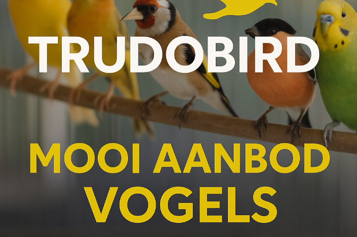 actuele voorraad