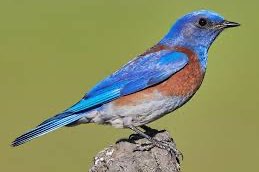2-1 blauwkeel sialia (sialia mexicana)