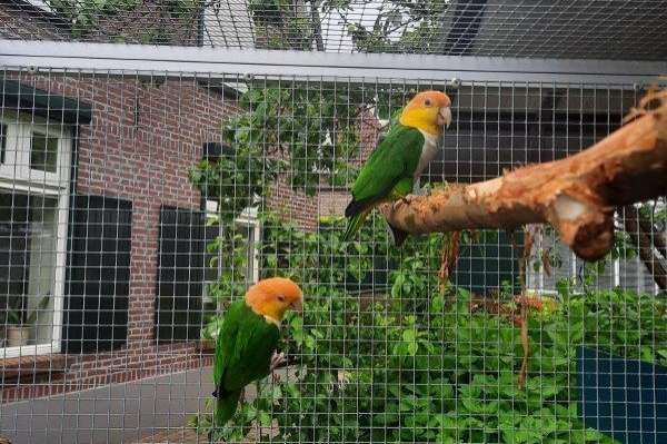 kweekkoppel groendij-caique's (pionites l.leucogaster)