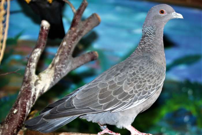 patagioenas picazuro