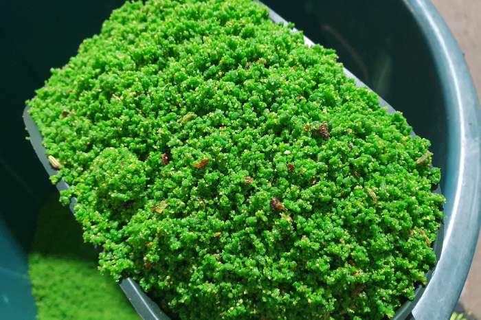 verdure rul eivoer ( + vitamine complex )