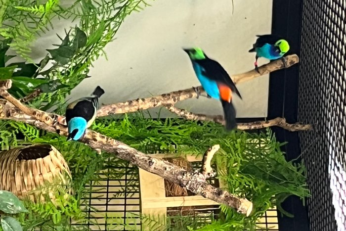 wegens beëindiging te koop complete vogelkamer met toebehoren