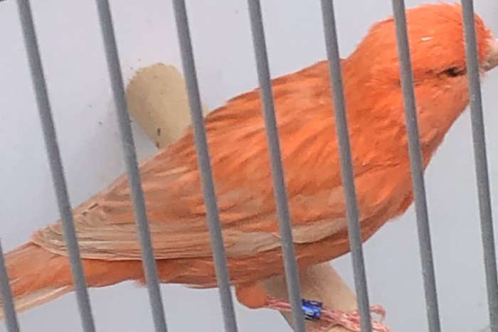 rood bruin  split satinet
