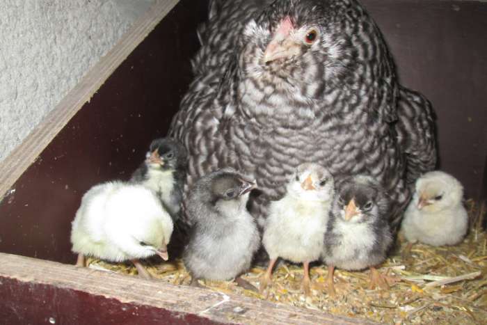 kuikens van antwerpse baardkrielen