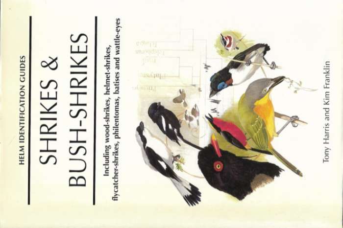 shrikes & bush-shrikes