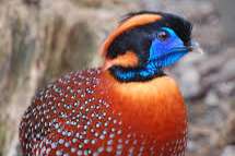 1.0 temmincktragopan